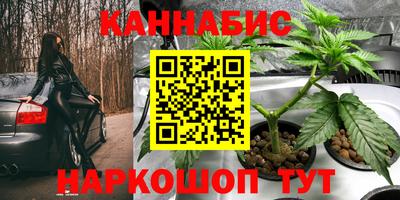 шишки Аргун